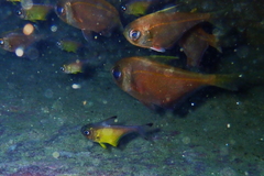 Pempheris compressa