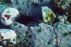 Thalassoma nigrofasciatum