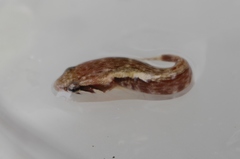 Estuary Clingfish photo 4