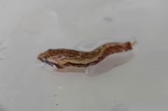 Estuary Clingfish photo 2