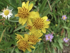 Arnica longifolia