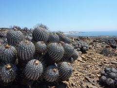 Copiapoa dealbata
