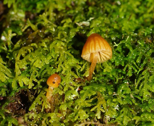 Galerina hypnorum image