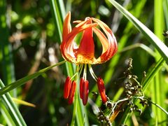 Lilium pardalinum vollmeri