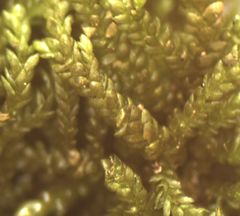 Lembophyllum divulsum