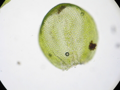 Lembophyllum divulsum