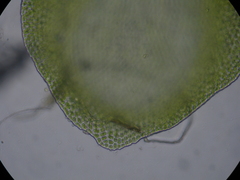 Lembophyllum divulsum