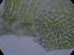 Lembophyllum divulsum