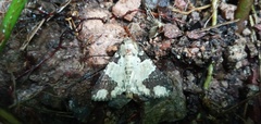 Condica cupentia