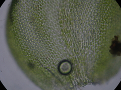 Lembophyllum divulsum