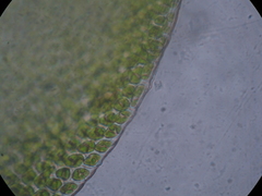 Lembophyllum divulsum