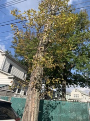 Platanus × hispanica