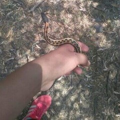 Thamnophis cyrtopsis collaris