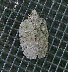 Flatoidinus punctatus