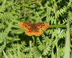 Boloria epithore