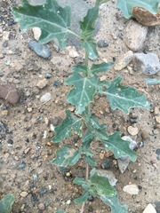 Chenopodium nitrariaceum