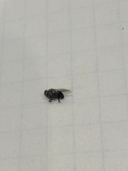 Diptera