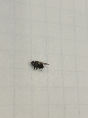 Diptera