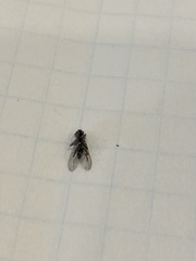 Diptera