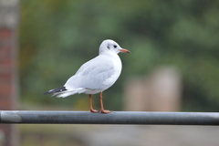 Chroicocephalus ridibundus