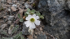 Cerastium latifolium