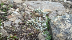 Artemisia umbelliformis