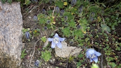 Campanula cenisia
