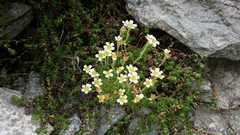 Saxifraga