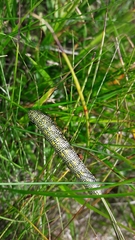 Lycia alpina