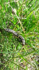 Lycia alpina