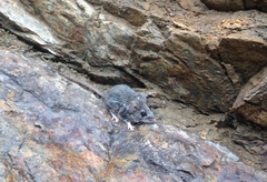 Peromyscus boylii