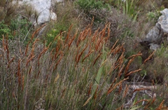 Elegia racemosa
