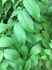 Juglans nigra