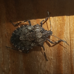 Brochymena affinis