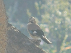 Garrulus glandarius