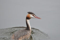 Podiceps cristatus