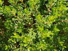 Baccharis conferta