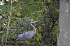 Ardea cinerea