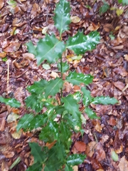 Ilex aquifolium