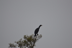 Phalacrocorax carbo