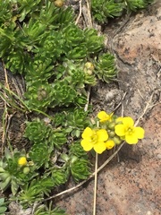 Draba araratica