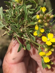 Draba araratica