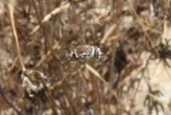 Heterostylum robustum