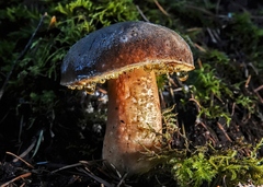 Xerocomellus zelleri