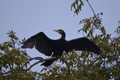 Phalacrocorax carbo