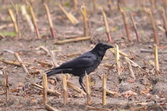 Corvus corone