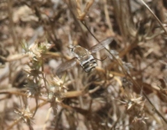 Heterostylum robustum