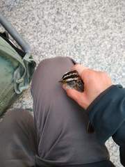 Zonotrichia albicollis