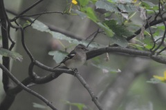 Fringilla coelebs