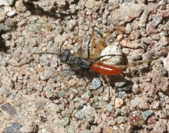 Nitelopterus